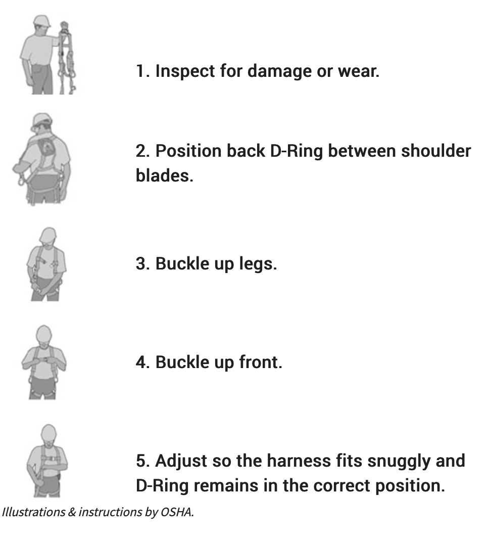 Proper Harness Fitting
